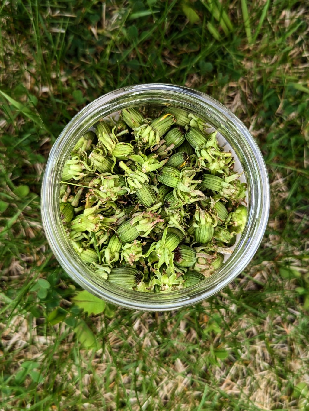 Pickled Dandelion Capers